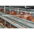 Poul Tech Hot Galvanization Layer Équipement de cage de poulet